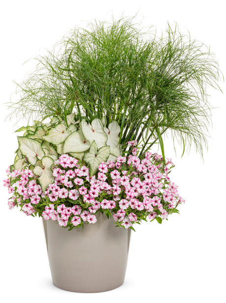 Supertunia Mini Vista Pink Star petunia in a pot