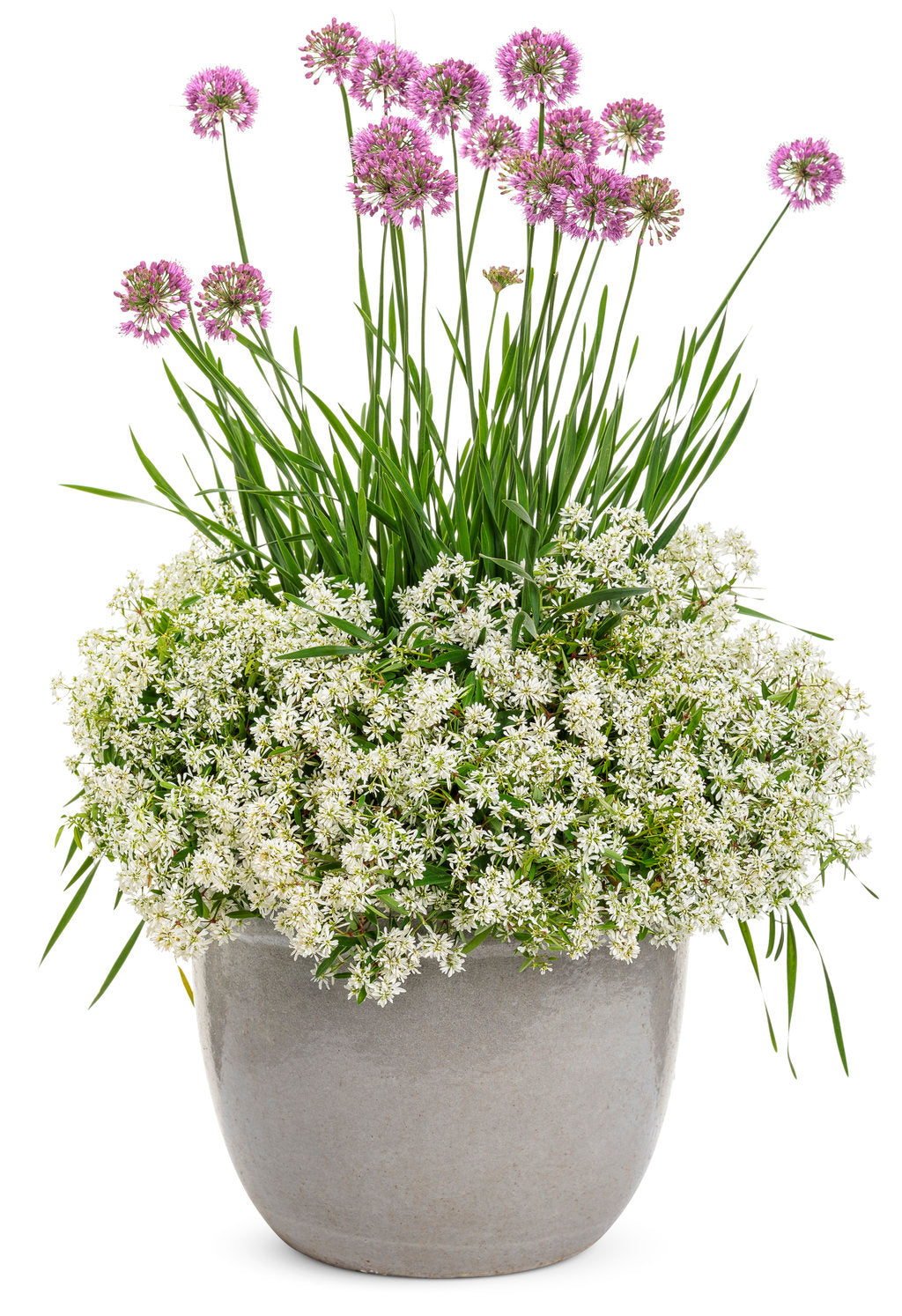 Diamond Snow euphorbia in a green nursery pot