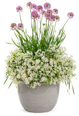 Diamond Snow euphorbia in a green nursery pot