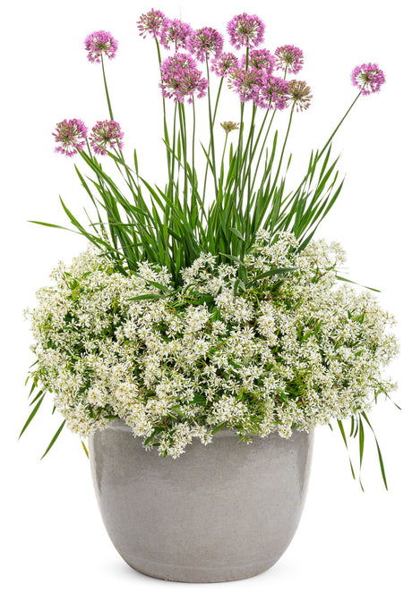 Diamond Snow euphorbia in a green nursery pot