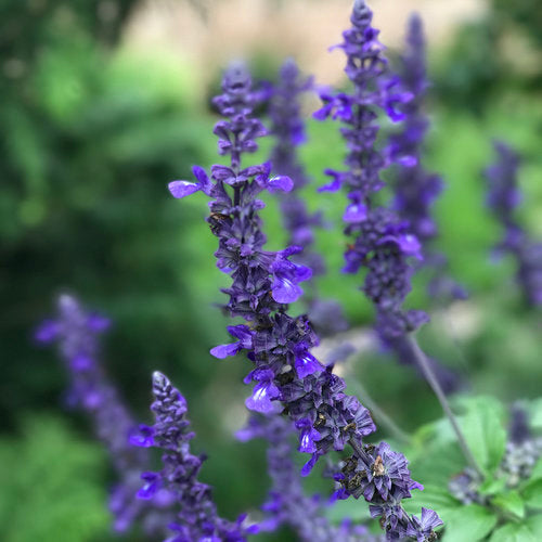 Rockin' Playin' the Blues salvia in bloom in a pot