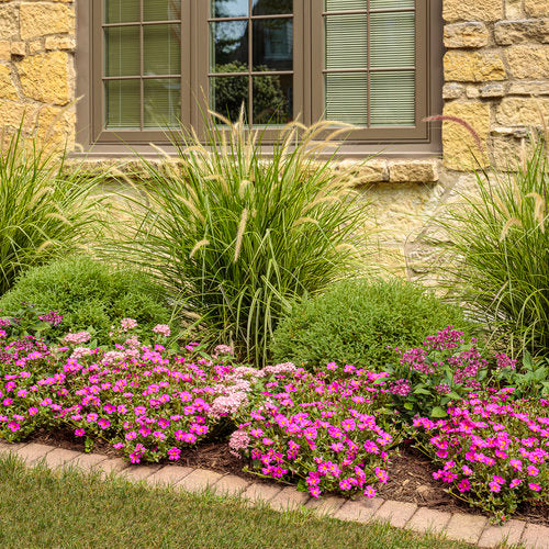 pentas lavender plant Sunstar® Lavender Pentas