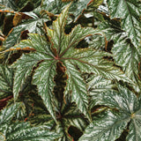 Pegasus begonia with variegated leaves in a pot