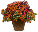 ColorBlaze Sedona Sunset coleus in a nursery pot