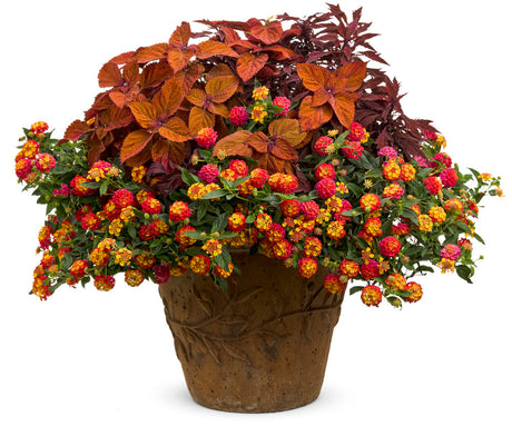 ColorBlaze Sedona Sunset coleus in a nursery pot