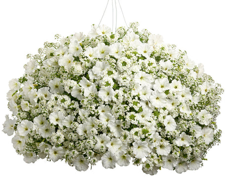 Snow Princess sweet alyssum in a small pot