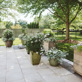 Señorita Blanca cleome with white blooms in a pot