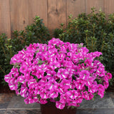 Supertunia® Raspberry Rush™ Petunia | Proven Winners