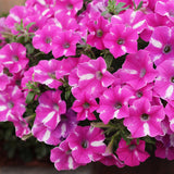 Supertunia® Raspberry Rush™ Petunia | Proven Winners