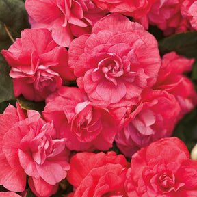 Rockapulco Coral Reef Double Impatiens with coral blooms in a pot