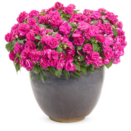 Purple double impatiens flowers in a nursery pot