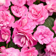 Rockapulco Rose double impatiens in a nursery pot