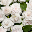 Rockapulco White Double Impatiens in a nursery pot