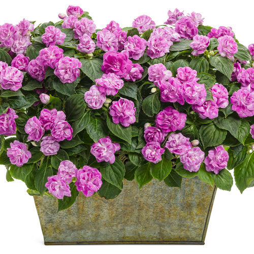 Rockapulco Wisteria Double Impatiens in a pot