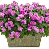 Rockapulco Wisteria Double Impatiens in a pot
