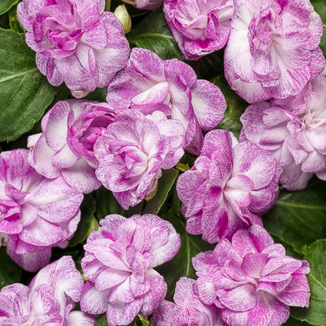 Rockapulco Wisteria double impatiens in a pot