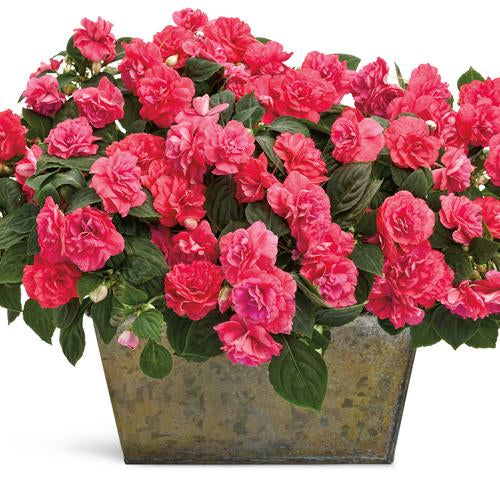 Coral double impatiens blooms in a nursery pot
