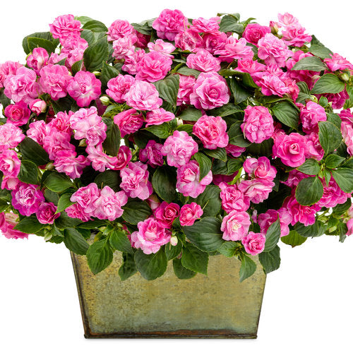 Double pink Rockapulco Rose impatiens in a pot