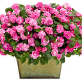 Double pink Rockapulco Rose impatiens in a pot