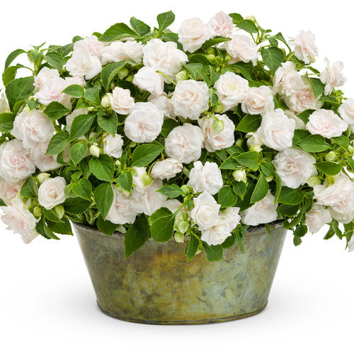 Rockapulco® White Double Impatiens | Proven Winners® – Creekside
