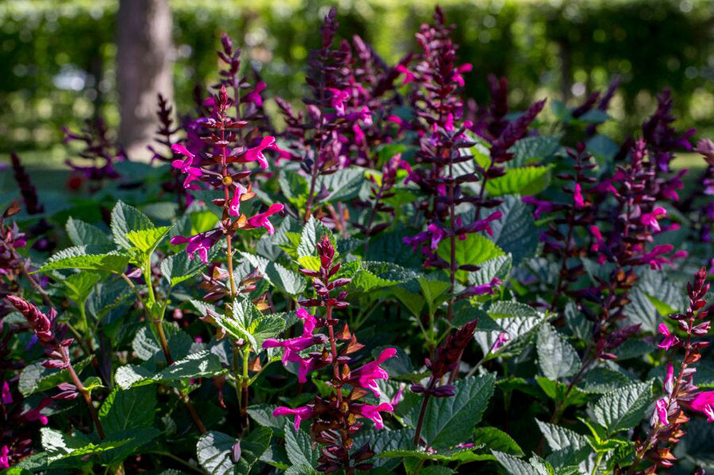 Rockin' fuchsia salvia with purple flowers in a pot