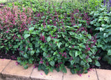 Rockin' fuchsia salvia in a pot with purple flowers
