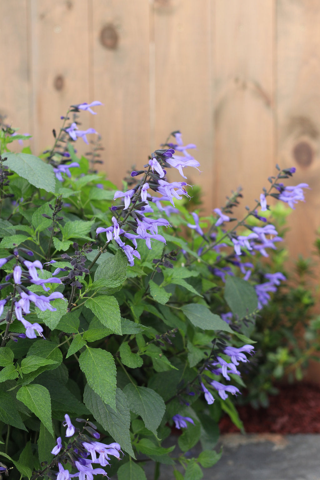 Rockin' Blue Suede Shoes salvia with blue flowers in a pot