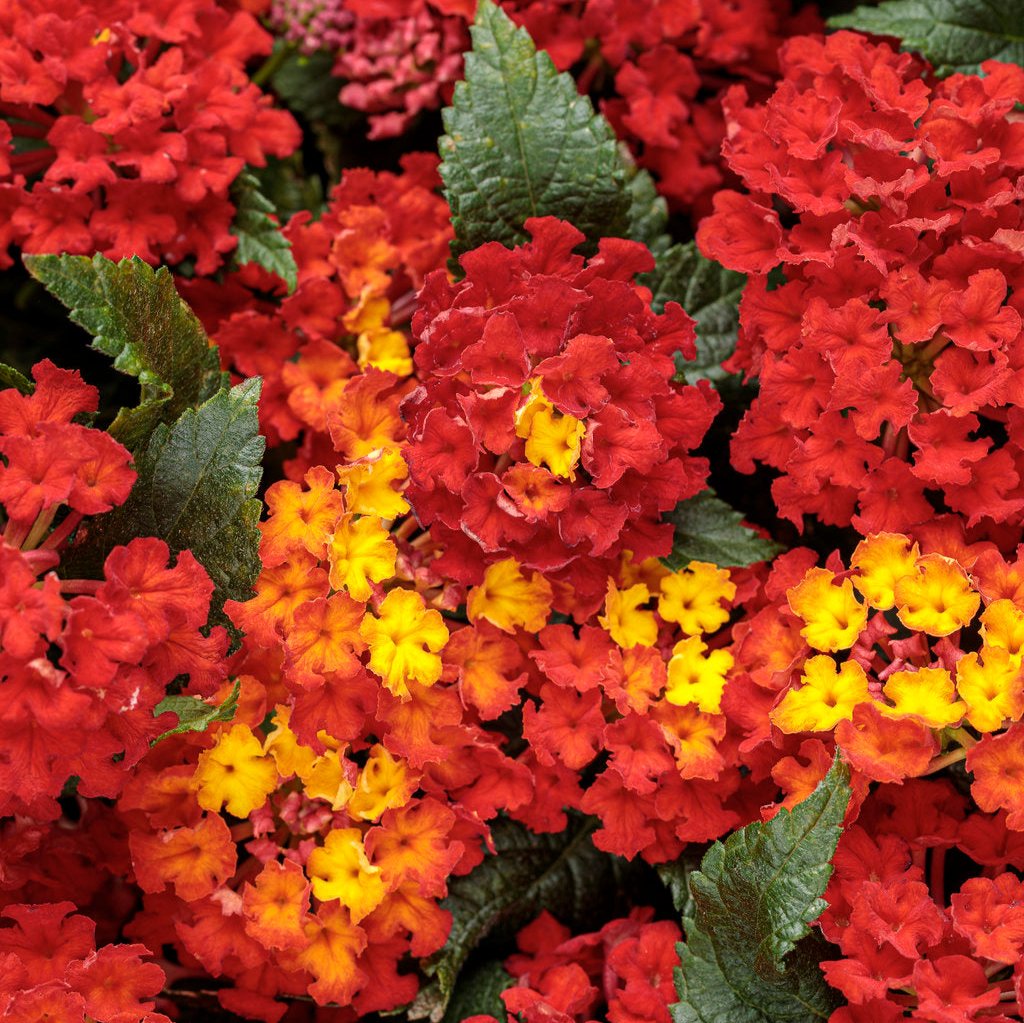 Luscious Royale Red Zone lantana in bloom with red-orange flowers
