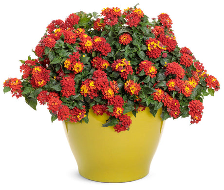 Luscious Royale Red Zone lantana in a nursery pot
