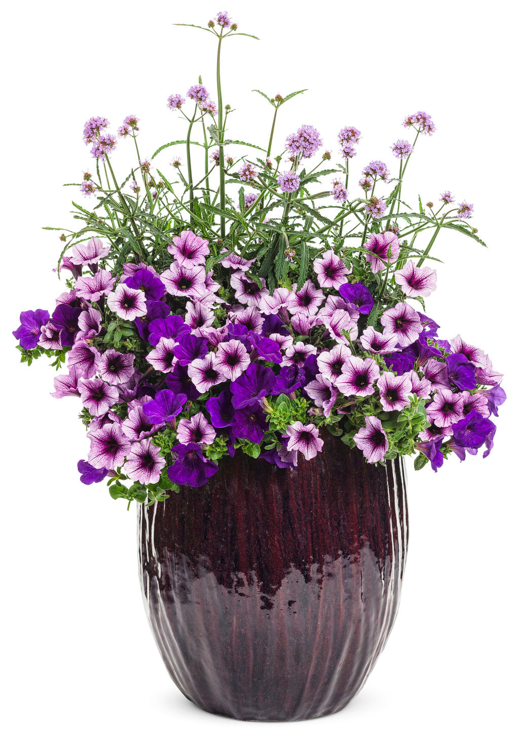 Supertunia Royal Velvet petunia in a growing pot