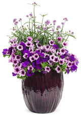 Supertunia Royal Velvet petunia in a growing pot