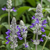 Rockin' Playin' the Blues salvia with blue flowers in a pot