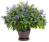 Blue salvia flowers in a nursery pot