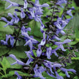 Rockin' Blue Suede Shoes salvia in bloom in a pot