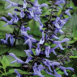 Rockin' Blue Suede Shoes salvia in bloom in a pot