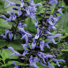 Rockin' Blue Suede Shoes salvia in bloom in a pot