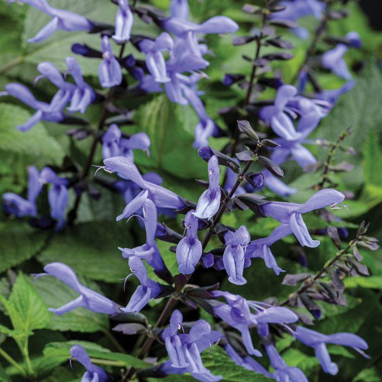 Rockin'® Blue Suede Shoes™ Salvia | Proven Winners® – Creekside 