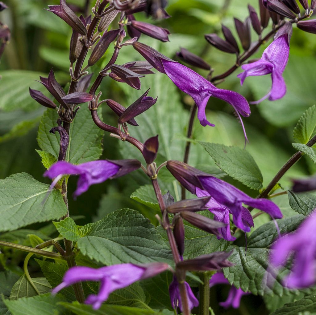 Rockin' Deep Purple salvia in a pot with purple flowers