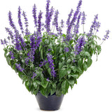 Rockin' Playin' the Blues salvia in bloom in a pot