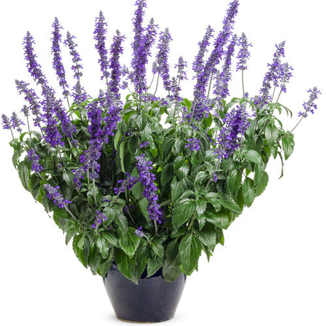Rockin' Playin' the Blues salvia in bloom in a pot
