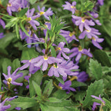 Whirlwind Blue scaevola in a container with blue flowers