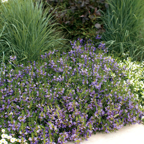 Whirlwind Blue scaevola in a nursery pot