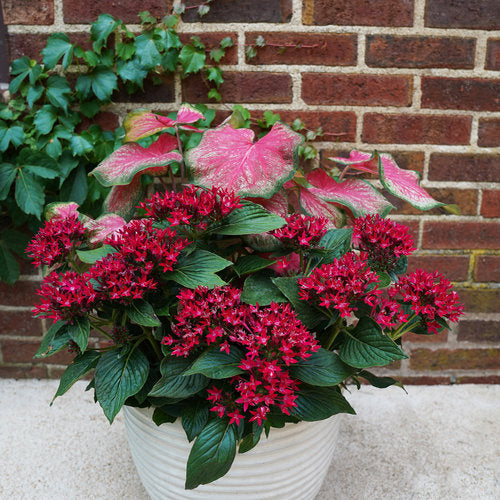 can you plant pentas in pots Sunstar® Red Pentas