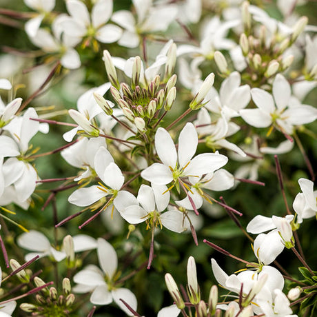 White cleome flowers in a garden pot