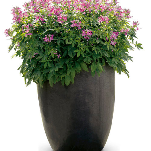 Señorita Rosalita cleome with pink flowers in a pot