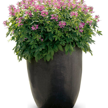 Señorita Rosalita cleome with pink flowers in a pot