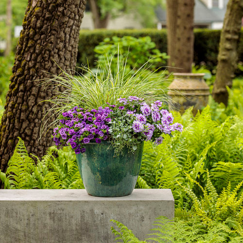Superbells® Double Blue | Proven Winners – Creekside Nursery, Inc