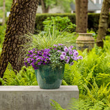 Superbells® Double Blue | Proven Winners