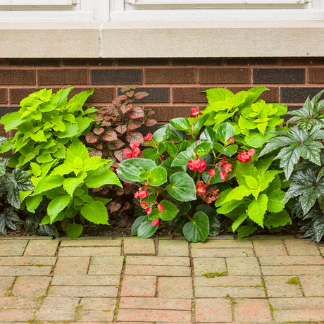 Surefire Red begonia with red blooms in a pot