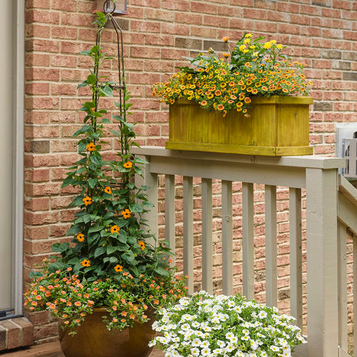 mojave indoor plant Mojave Tangerine Portulaca